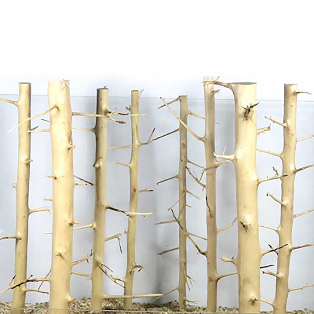 Aquarium Fish Sale - Shenmu-Needle Wood Thorn Aquarium Fish Tank,