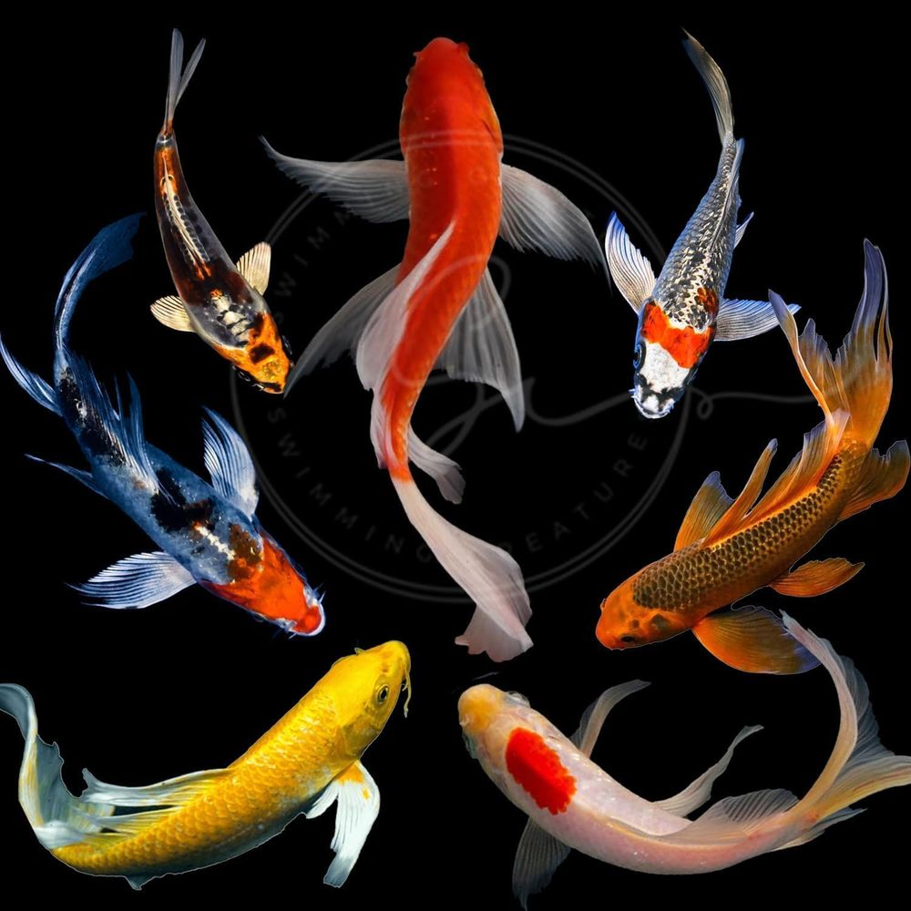 Aquarium Fish Live - Peixes Koi Vivos em Cores Sortidas