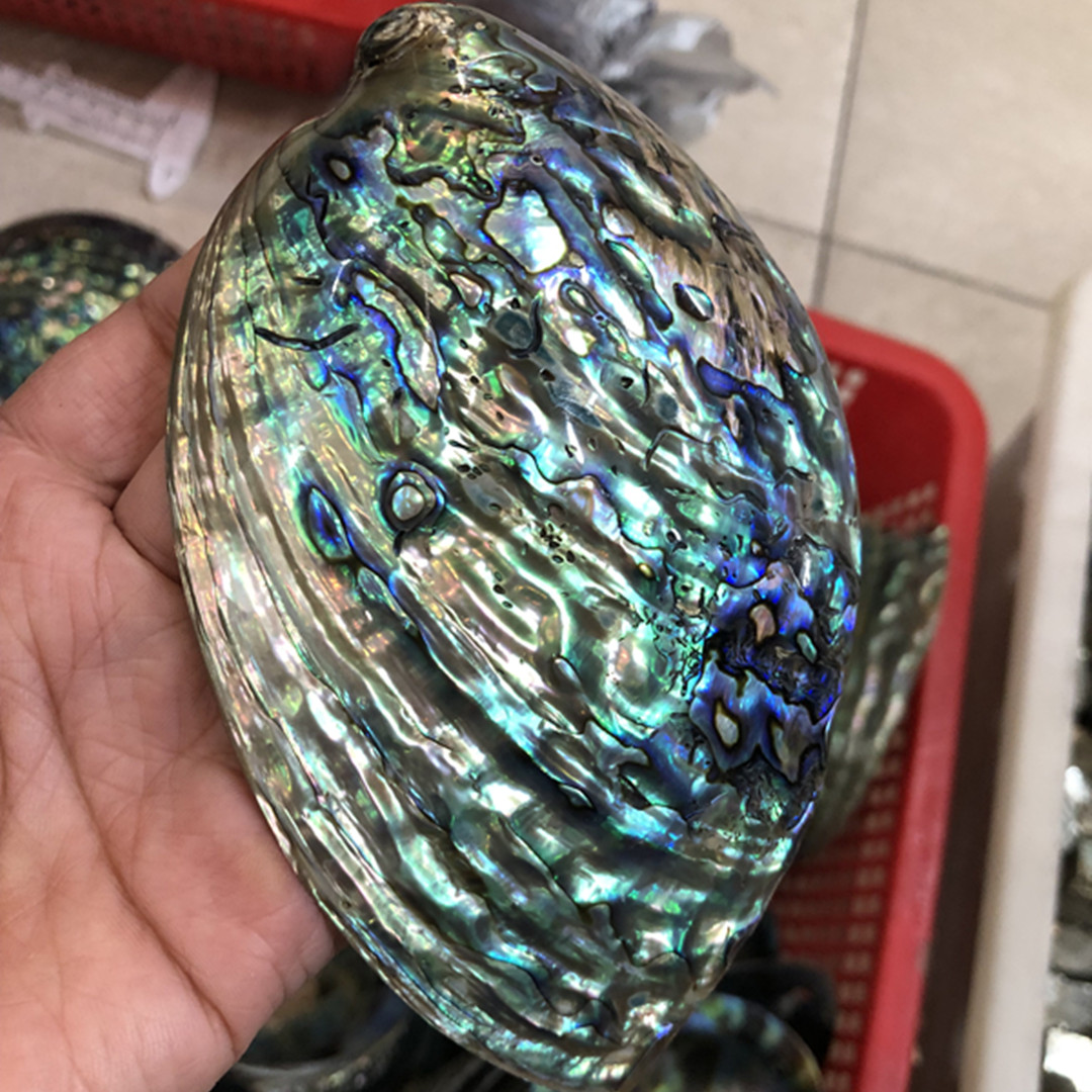 Aquarium Fish New Zealand - Nova Zelândia Polido Abalone Shell Decoração