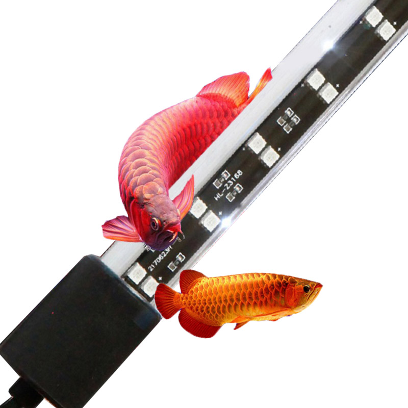 Luz de Aquário para Arowana Ve - Aquarium Fish Keeping avaliação e preço