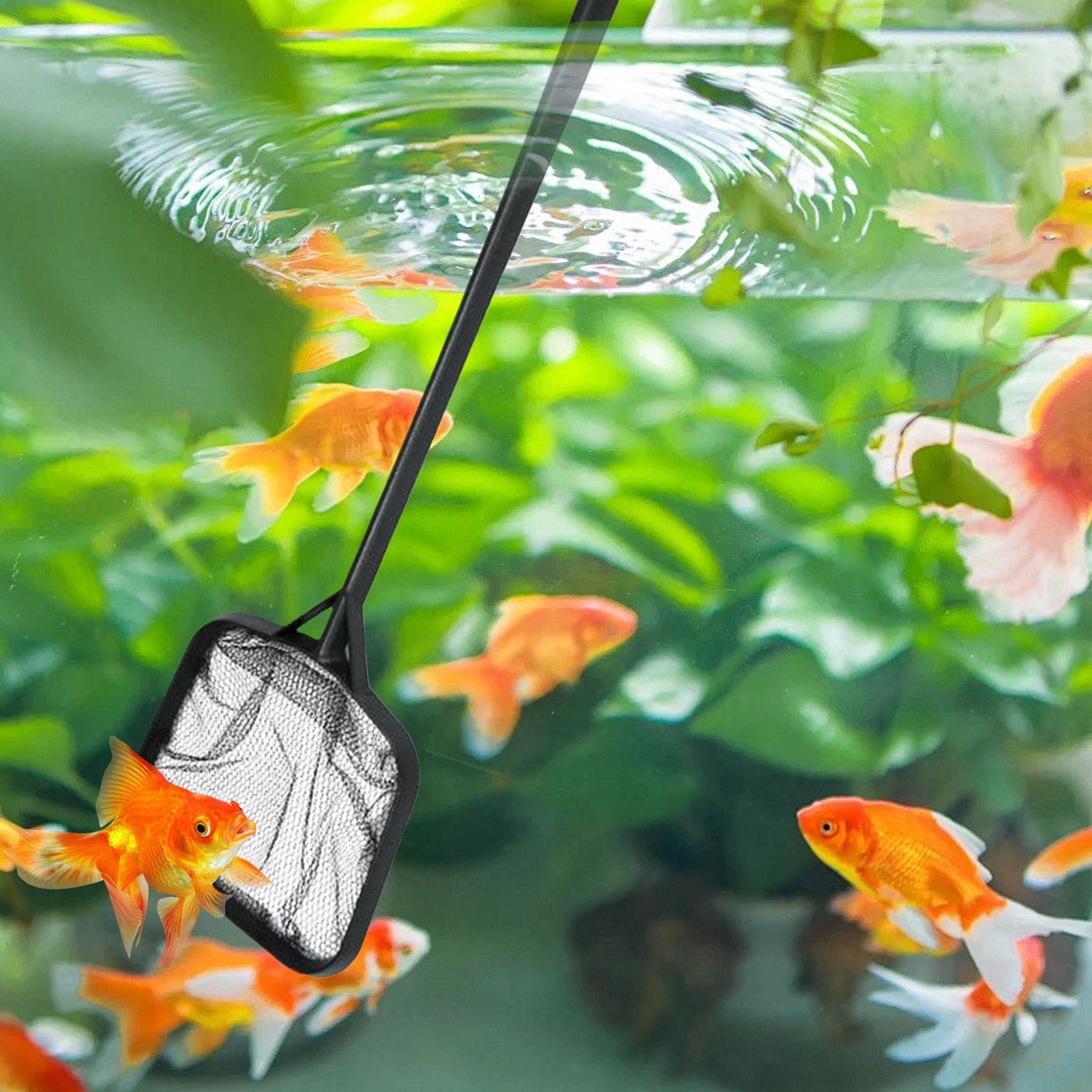 Redes para Limpeza de Piscinas - Aquarium Fish Breeding avaliação e preço