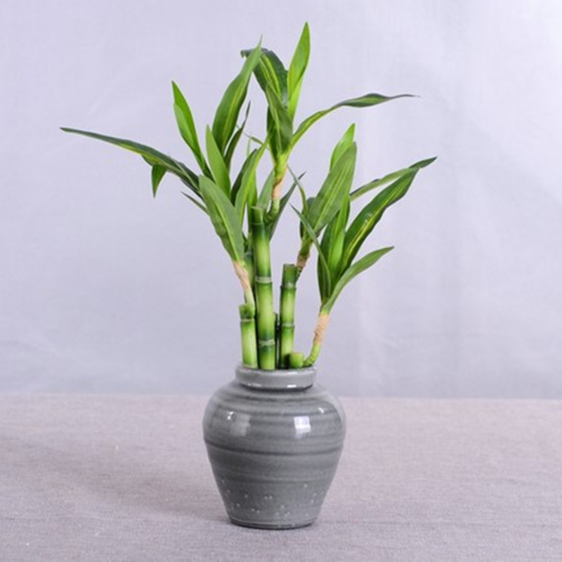 Novo 40cm rftificial sorte bam - Aquarium Fish Pot avaliação e preço