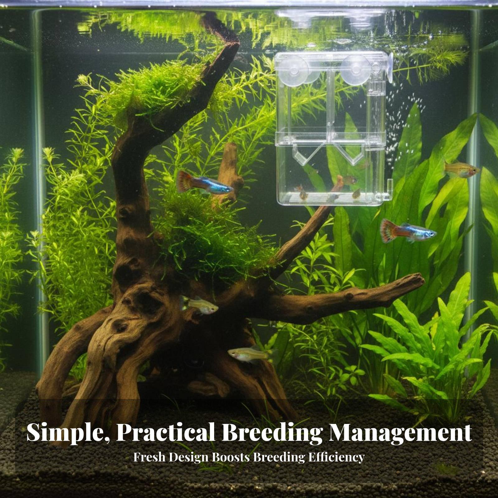 Caixa de Criação Transparente  - Aquarium Fish Breeding avaliação e preço
