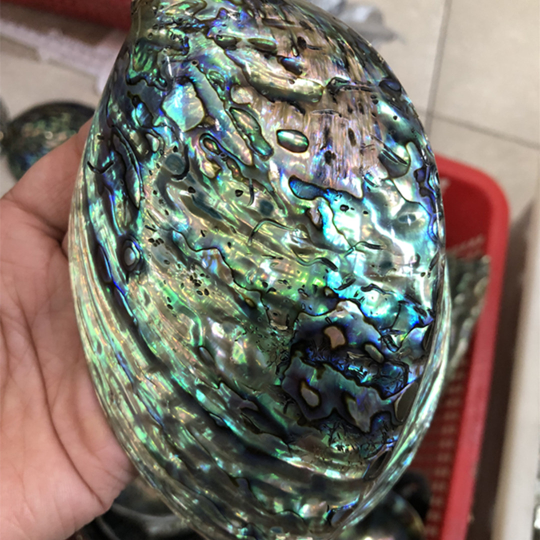 Nova Zelândia Polido Abalone S - Aquarium Fish New Zealand avaliação e preço