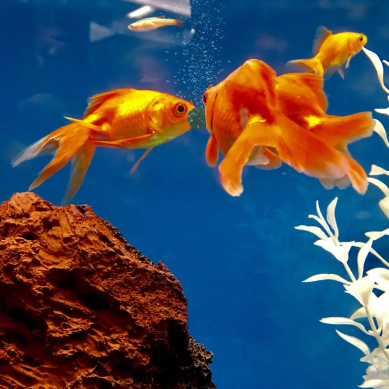 100-1500 Unidades de Comida pa - Aquarium Fish Food avaliação e preço